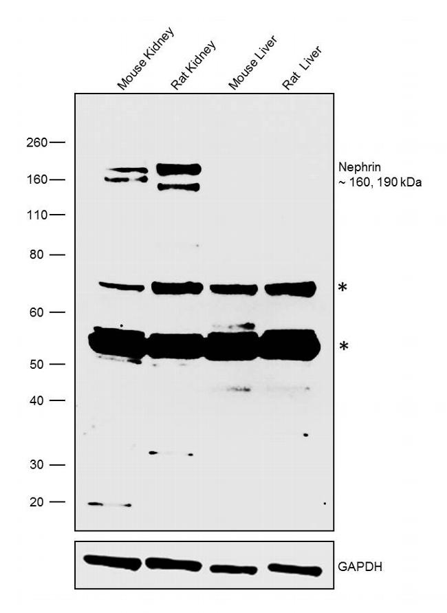 Nephrin Antibody in Western Blot (WB)