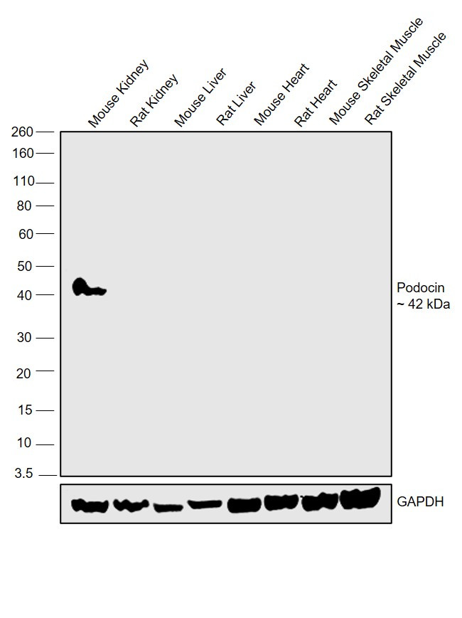 Podocin Antibody