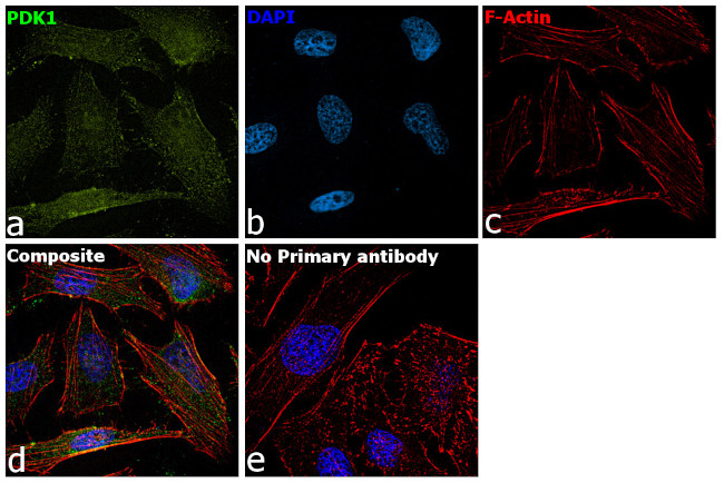 PDK1 Antibody in Immunocytochemistry (ICC/IF)