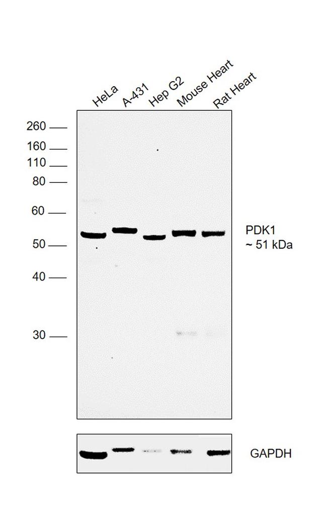 PDK1 Antibody in Western Blot (WB)