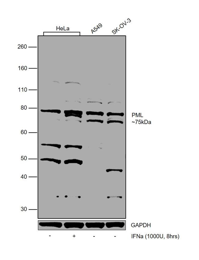 PML Antibody in Western Blot (WB)