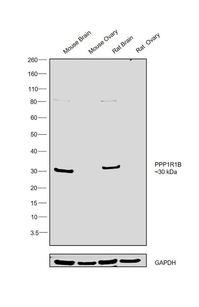 DARPP-32 Antibody