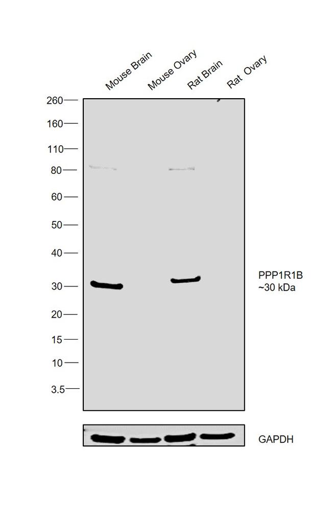 DARPP-32 Antibody in Western Blot (WB)