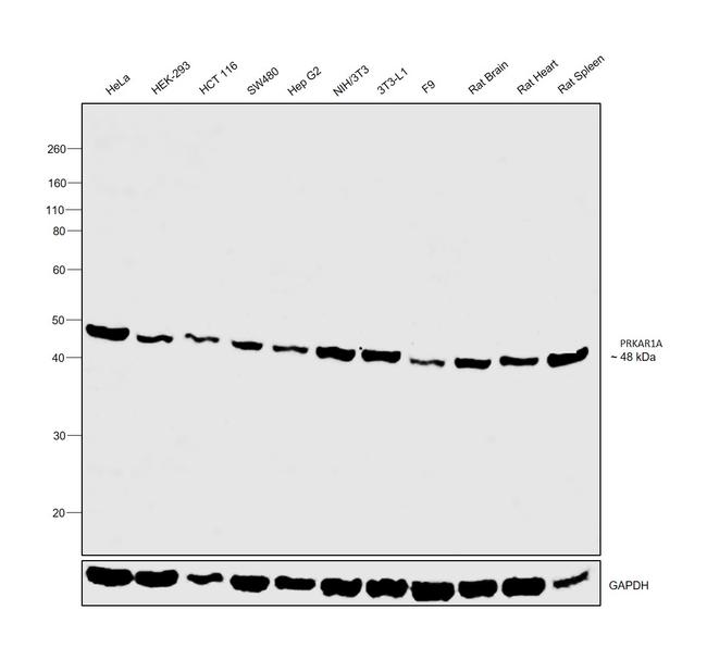 PRKAR1A Antibody in Western Blot (WB)