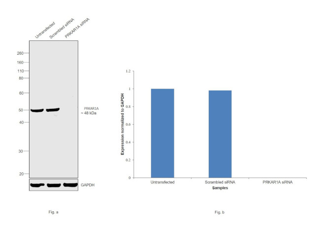 PRKAR1A Antibody