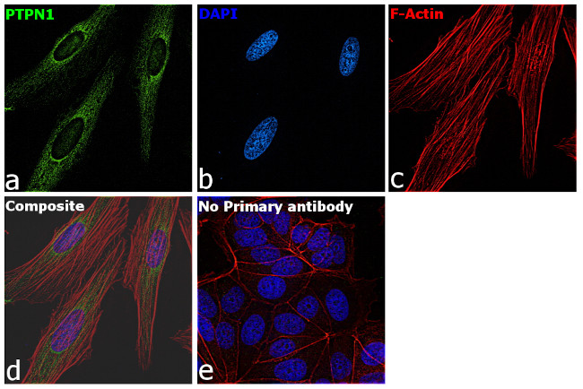 PTP1B Antibody in Immunocytochemistry (ICC/IF)