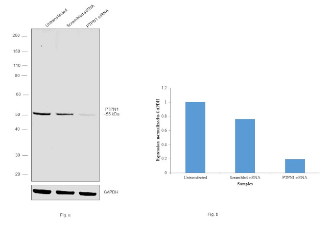 PTP1B Antibody