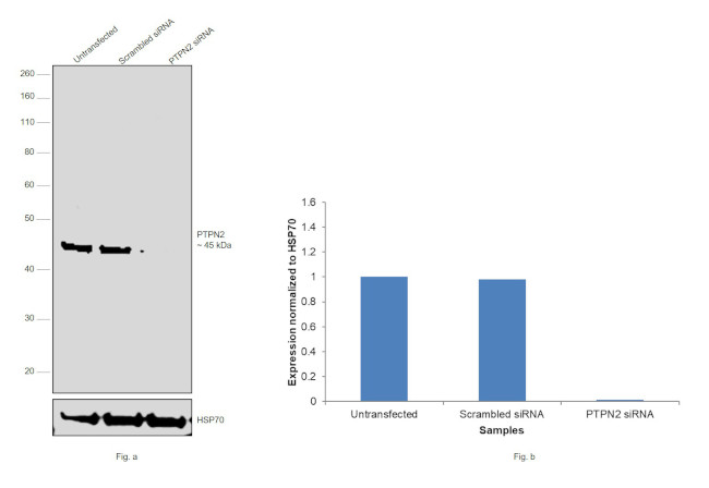 PTPN2 Antibody