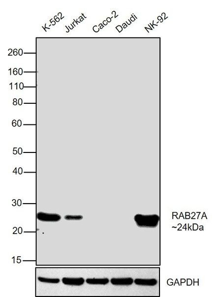 RAB27A Antibody