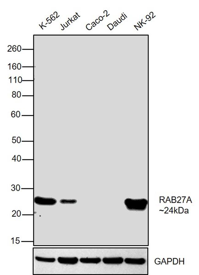 RAB27A Antibody in Western Blot (WB)