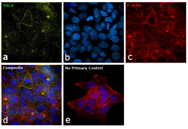 RALA Antibody in Immunocytochemistry (ICC/IF)