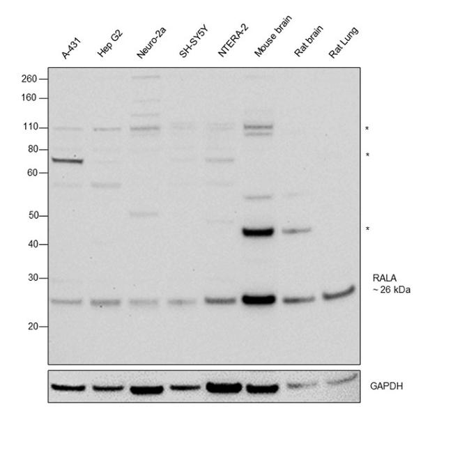 RALA Antibody in Western Blot (WB)