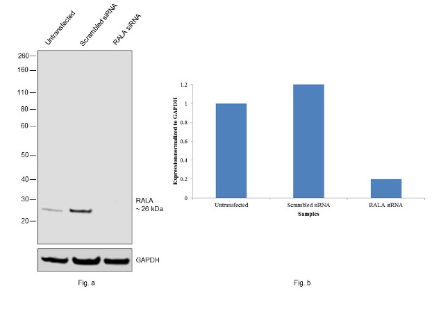 RALA Antibody