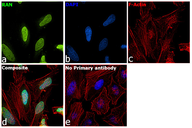 RAN Antibody in Immunocytochemistry (ICC/IF)