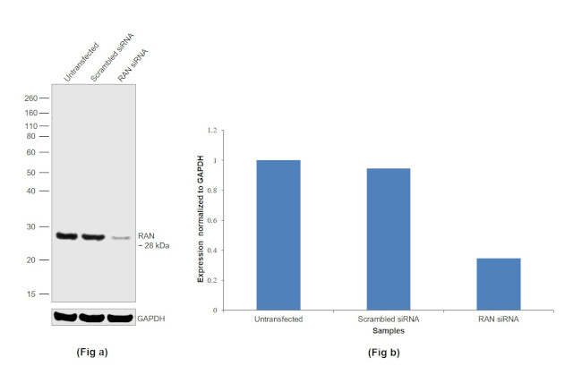 RAN Antibody