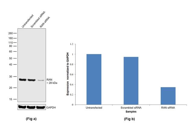 RAN Antibody in Western Blot (WB)