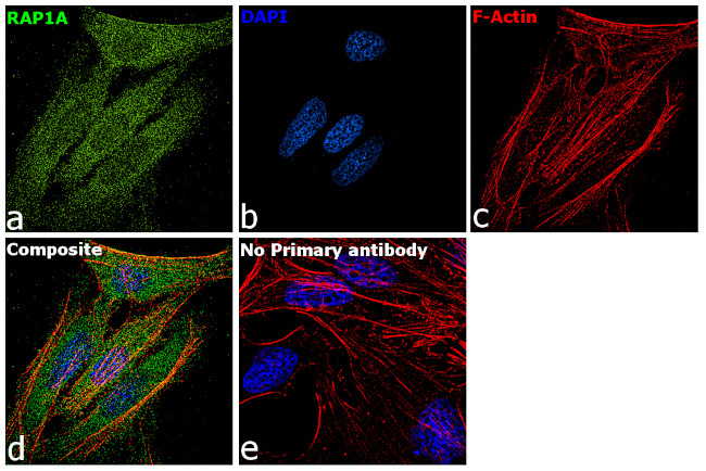 RAP1A Antibody in Immunocytochemistry (ICC/IF)