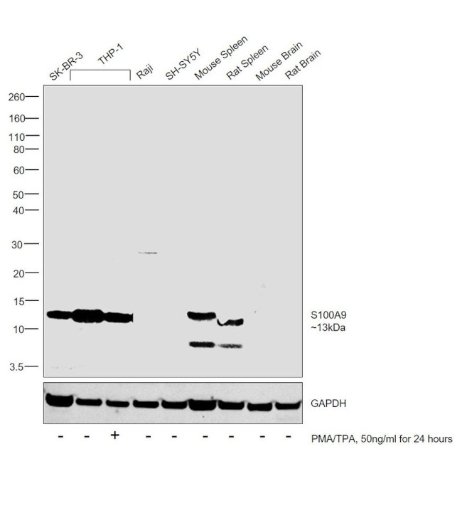 S100A9 Antibody