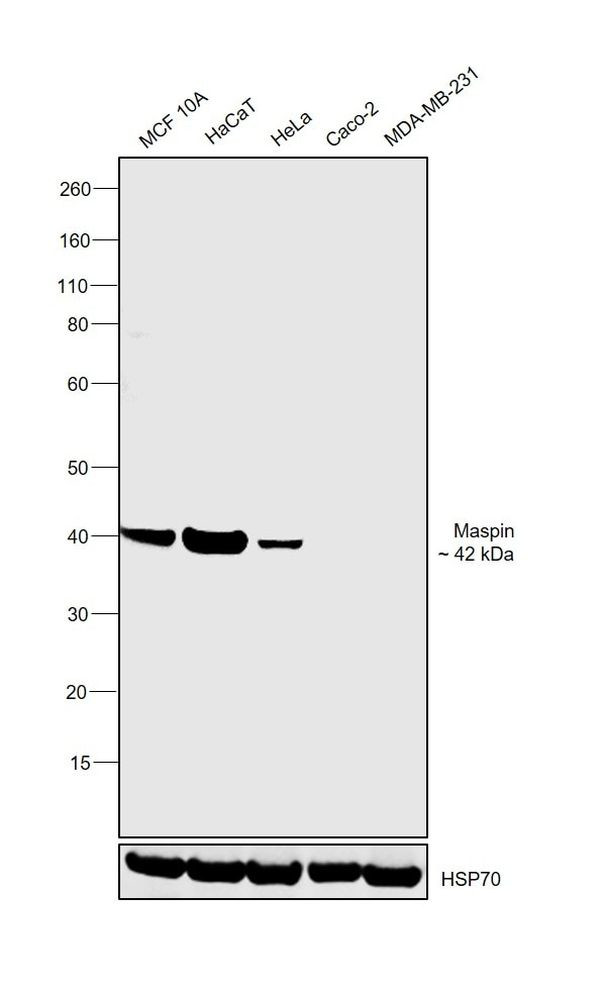 Maspin Antibody