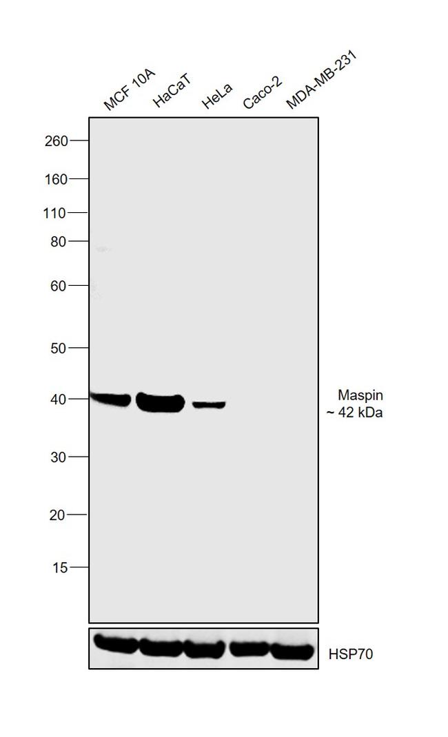 Maspin Antibody in Western Blot (WB)