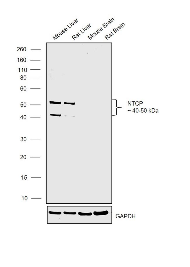 NTCP Antibody in Western Blot (WB)