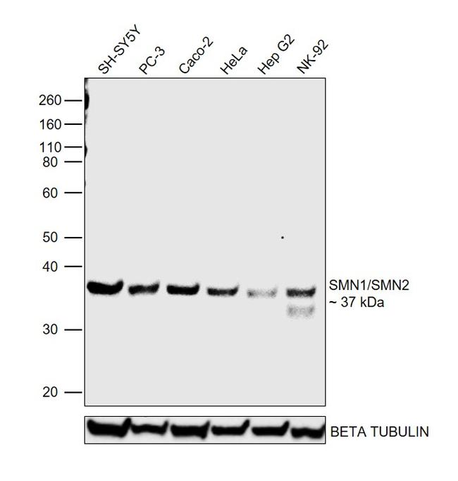 SMN1/SMN2 Antibody in Western Blot (WB)