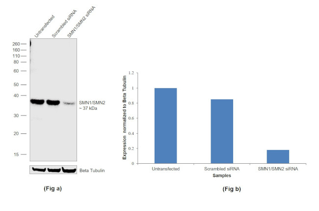 SMN1/SMN2 Antibody