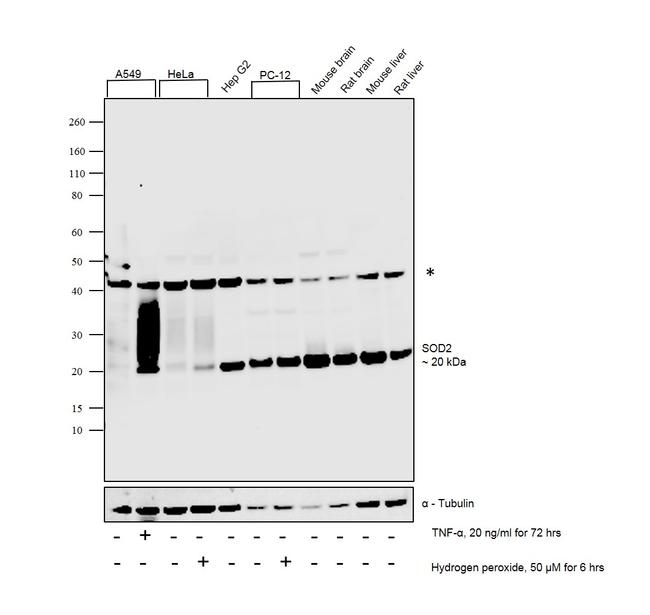 SOD2 (MnSOD) Antibody in Western Blot (WB)