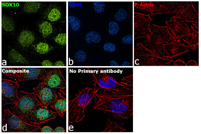 SOX10 Antibody in Immunocytochemistry (ICC/IF)