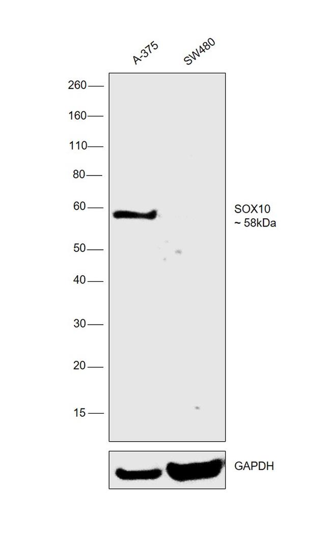 SOX10 Antibody in Western Blot (WB)