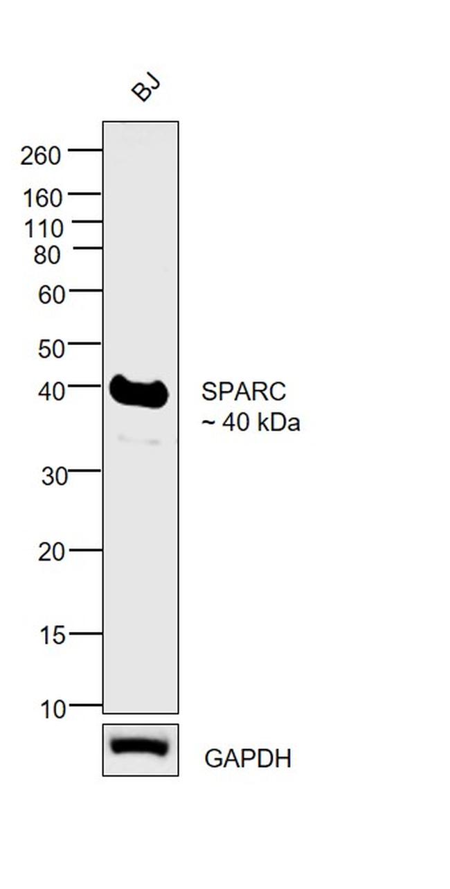 SPARC Antibody in Western Blot (WB)