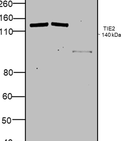 TIE2 (TEK) Antibody