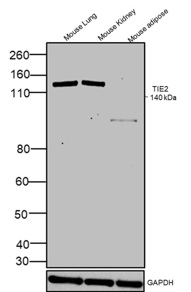 TIE2 (TEK) Antibody in Western Blot (WB)