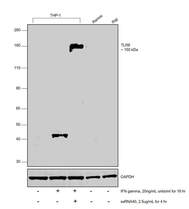 TLR8 Antibody