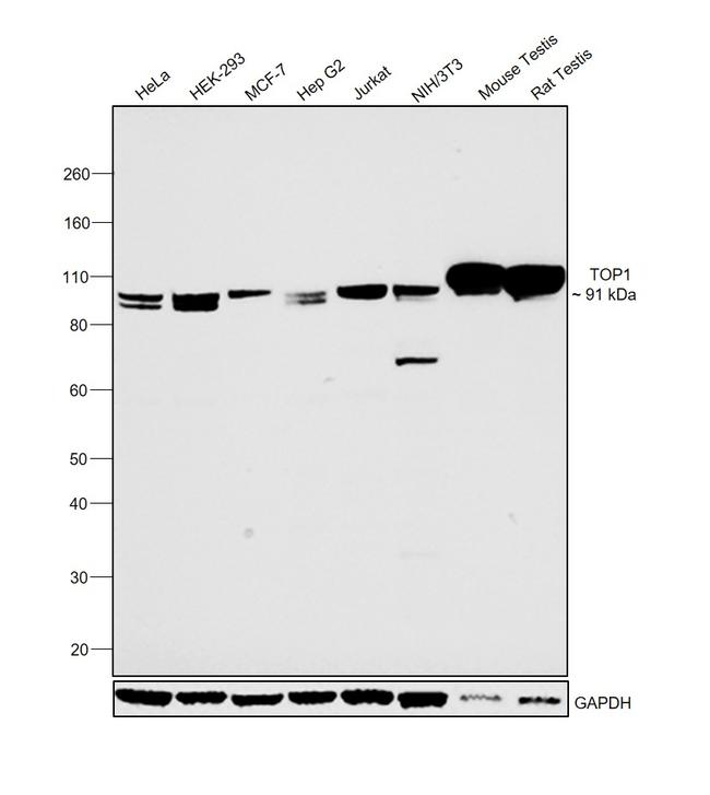 TOP1 Antibody in Western Blot (WB)