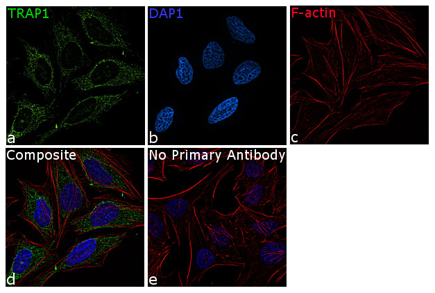 TRAP1 Antibody in Immunocytochemistry (ICC/IF)