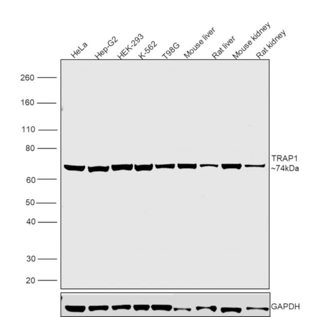 TRAP1 Antibody in Western Blot (WB)