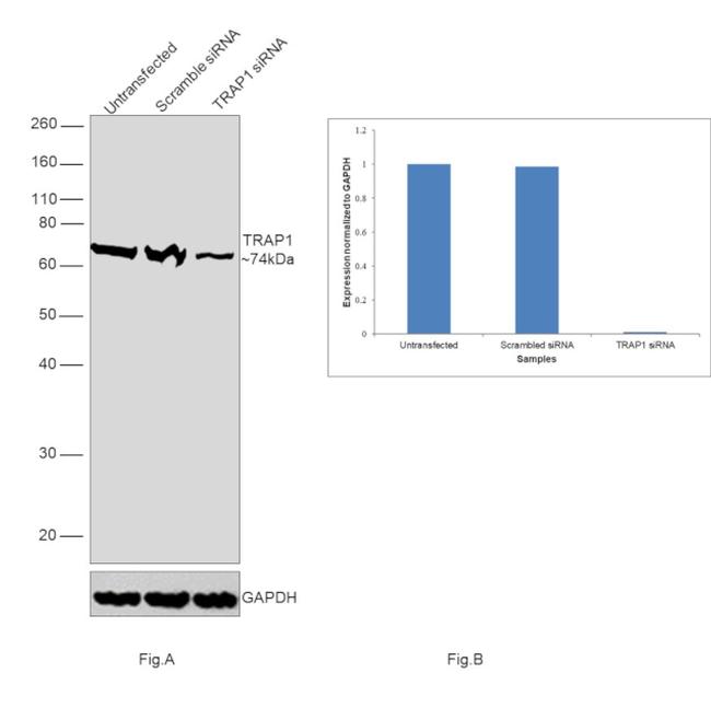 TRAP1 Antibody in Western Blot (WB)