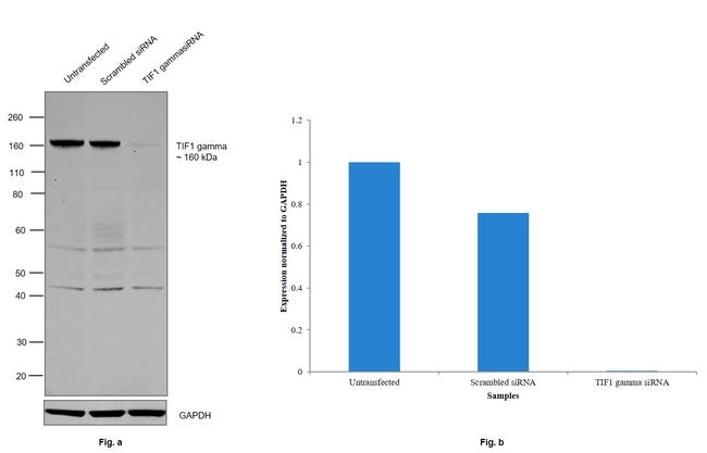 TIF1 gamma Antibody in Western Blot (WB)