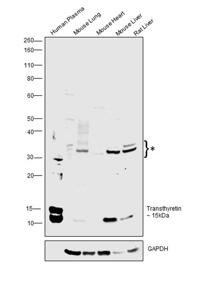 Transthyretin Antibody in Western Blot (WB)