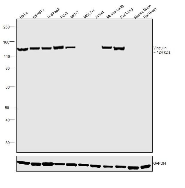 Vinculin Antibody