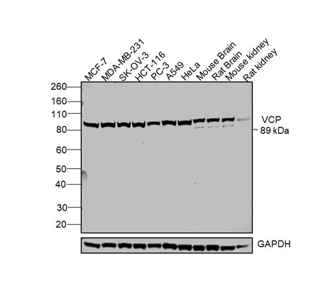 VCP Antibody in Western Blot (WB)