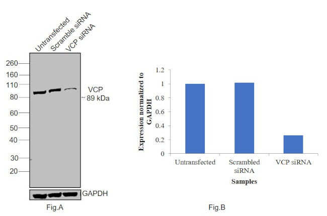 VCP Antibody