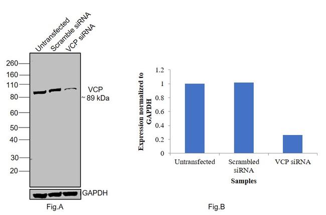 VCP Antibody in Western Blot (WB)