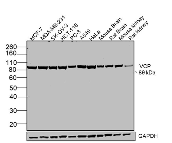 VCP Antibody in Western Blot (WB)