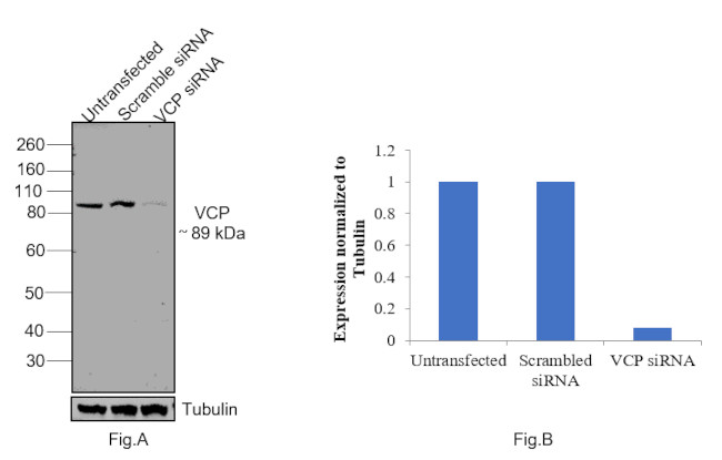 VCP Antibody