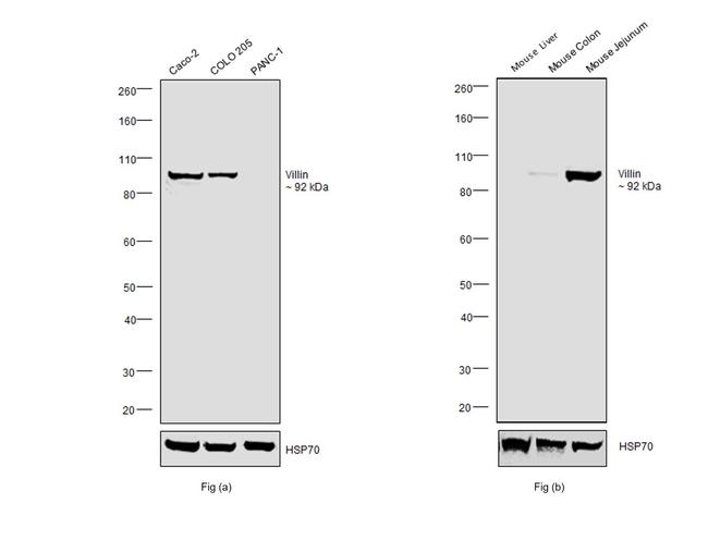 Villin Antibody in Western Blot (WB)