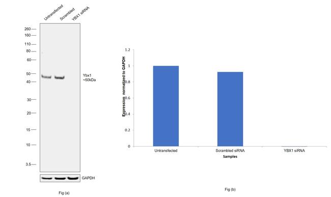 YBX1 Antibody in Western Blot (WB)