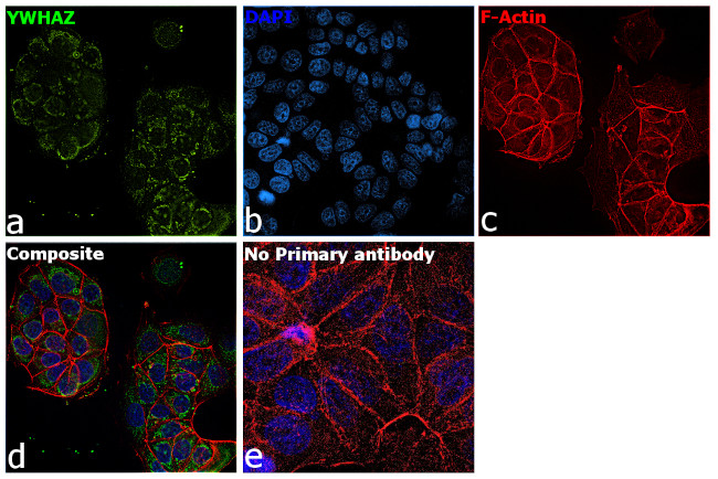 14-3-3 zeta Antibody in Immunocytochemistry (ICC/IF)