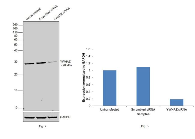 14-3-3 zeta Antibody in Western Blot (WB)